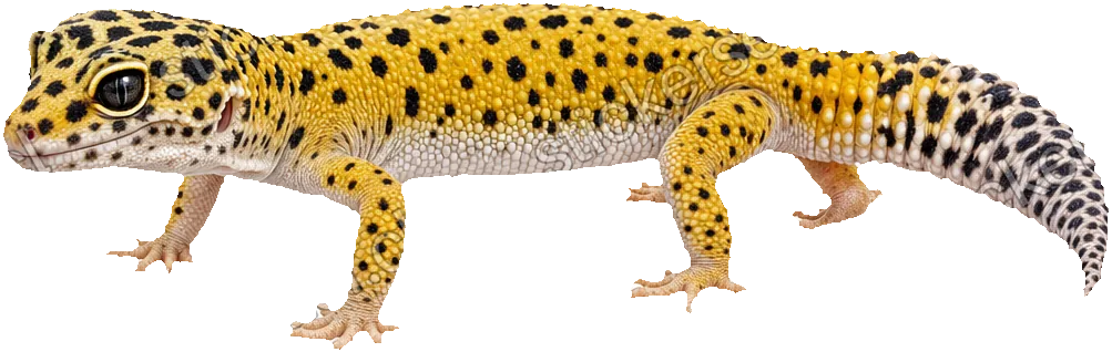 Gecko leopardo dorado