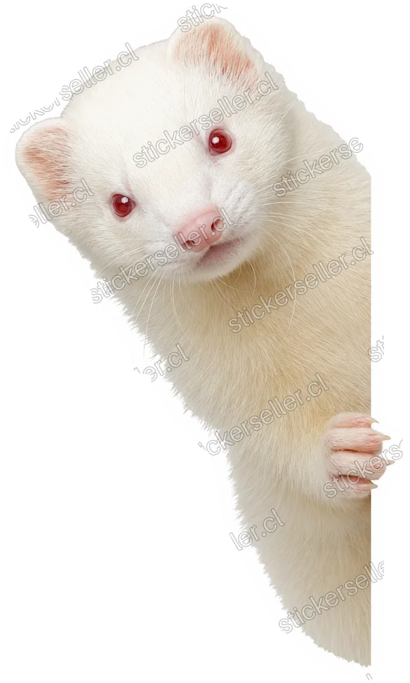 Albino curioso