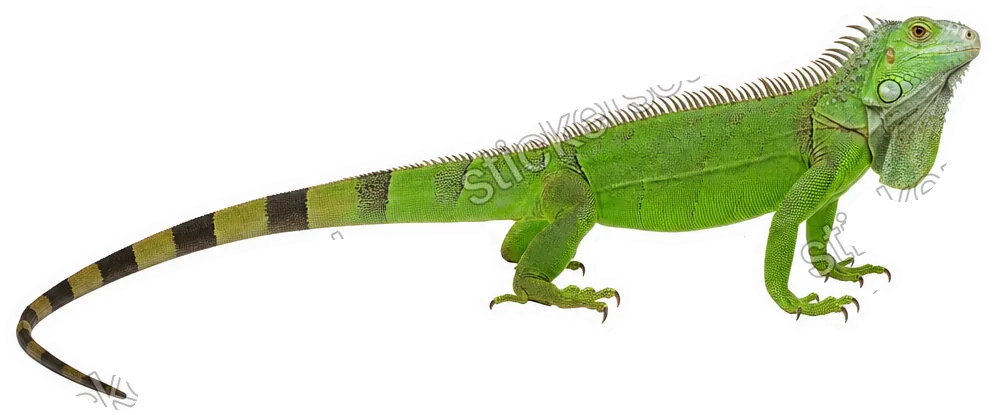 Sticker de una iguana verde vívida de cuerpo completo, de perfil, con cola larga bandeada.