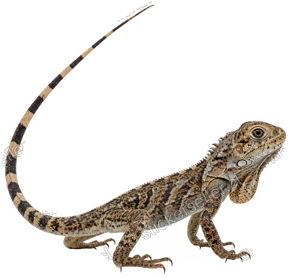 Sticker de una iguana joven de piel moteada café, tostada y gris, con una larga cola bandeada tipo látigo.