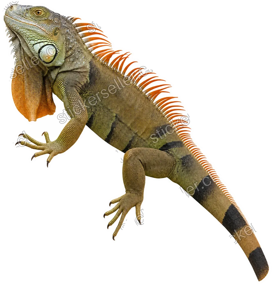 Sticker de una iguana adulta oliva y café trepando de perfil, con cresta dorsal de puntas naranjas y dewlap grande.